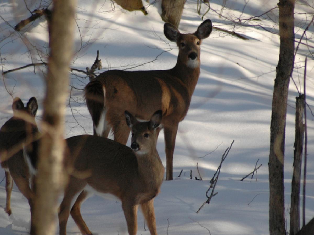 wildlife-in-the-catskills-great-northern-catskills-of-greene-county