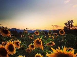 Hollowbrook Inn Sunflower Crop 