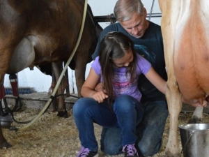 Hull-O Farms Milking Cow