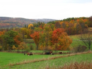 Hull-O Farms Farm View Fall