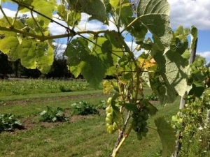 Hollowbrook Inn Vineyards