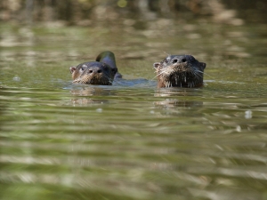 otters