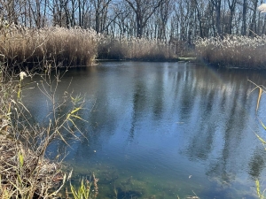 pond with viewing platform