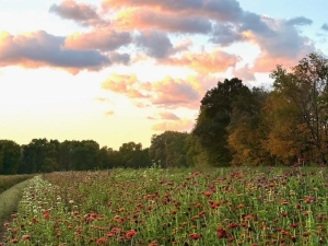 The River Garden