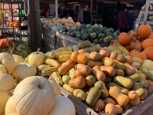 Pumpkins and gourds