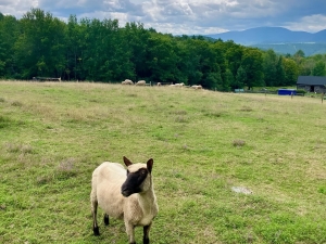 Hengarth Farm