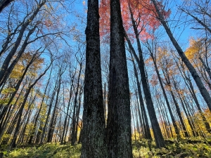 Siuslaw Model Forest