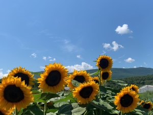 Sunflowers