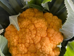 orange cauliflower