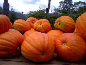 pumpkins