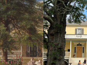 Locust Tree Then and Now