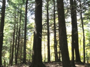 mountain top arboretum