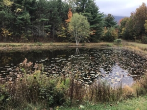 Fall Meadow with pond centered in picture surrounded by autumn trees and grass.