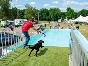 dog jumping