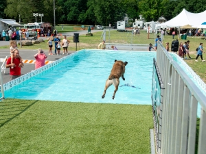 dog jumping