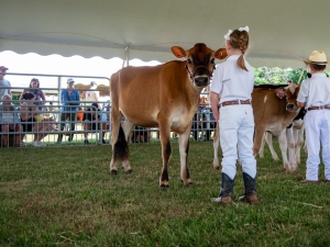 cows and kids