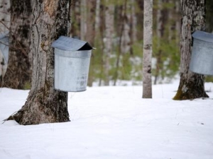 maple sugaring