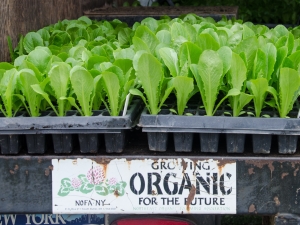 seedlings and truck bed