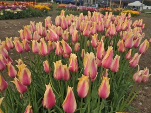 tulips